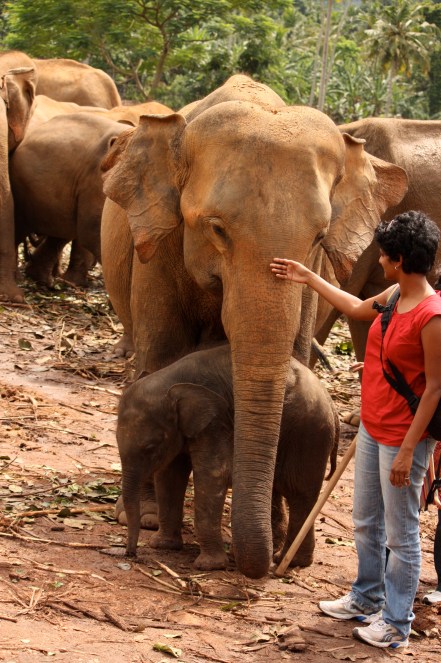 touching an elephant at pinnawala, sri lanka