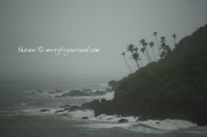 the coconut trees trees bend with the wind