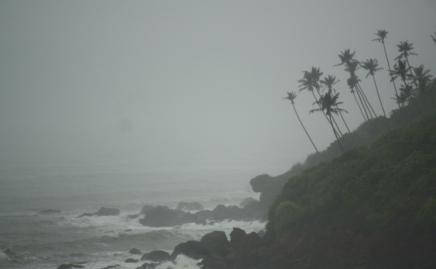 the coconut palms give way