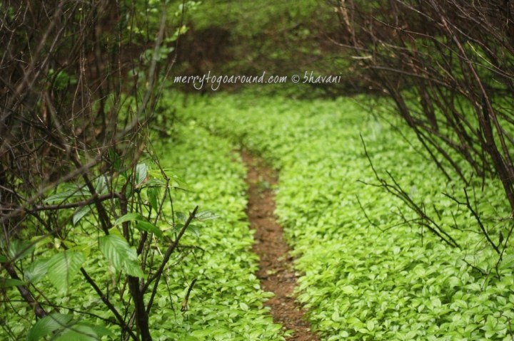 it is actually that green! 