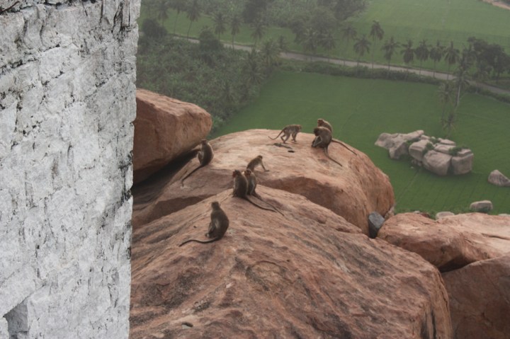 Sharing the sunrise with the monkeys at Monkey Hill.