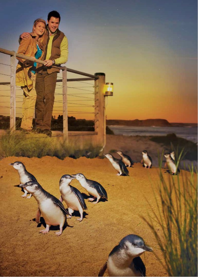 penguin parade cover